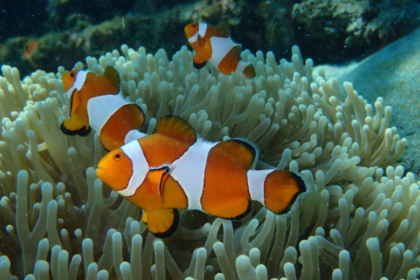 Fun Diving Di Pasir Putih Situbondo